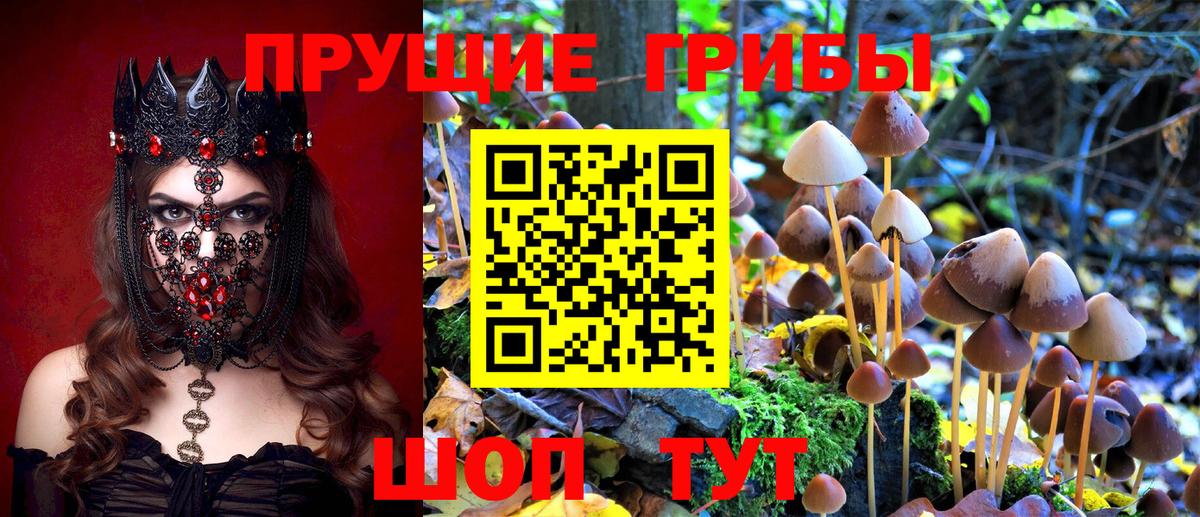 Псилоцибиновые грибы Cubensis  Вход с VPN  Ленинск-Кузнецкий  Псилоцибиновые грибы мухоморы 
